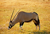 AFW 29 RK0001 02
Gemsbok Grazing On Pasture