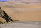 AFW 29 SM0027 01
Herd Of Gemsbok In Distance African Desert