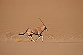 AFW 29 SM0028 01
Profile Shot Of Gemsbok Running On Sand In African Desert