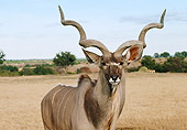 AFW 31 BA0001 01
Close-Up Of Greater Kudu Bull Standing In Plain