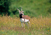 AFW 31 GL0001 01
Blackbuck Standing In Grass And Wildflowers