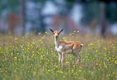AFW 31 GL0003 01
Blackbuck Female Standing In Grass And Wildflowers