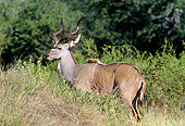 AFW 31 GL0004 01
Greater Kudu Standing In Brush