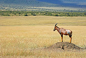 AFW 31 GL0005 01
Topi Standing On Dirt Hill Kenya