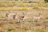 AFW 31 HP0001 01
Southern Reedbucks Standing In Grassland iSimangaliso Wetland Park, South Africa