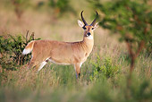 AFW 31 HP0002 01
Southern Reedbuck Standing In Grassland South Africa