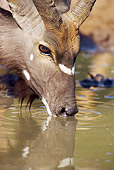 AFW 31 HP0003 01
Portrait Of Nyala Drinking Water Mkuze Game Reserve, South Africa