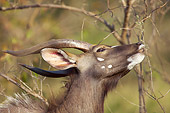 AFW 31 HP0004 01
Portrait Of Nyala Eating From Tree Kruger National Park, South Africa