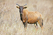 AFW 31 HP0005 01
Common Tsessebe Standing In Savanna KwaZulu Natal Game Reserves, South Africa