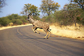 AFW 31 HP0006 01
Nyala Running Across Road Kruger National Park, South Africa