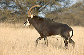 AFW 31 HP0007 01
Sable Antelope Walking Through Meadow Willem Pretorius Game Reserve, South Africa