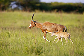 AFW 31 HP0008 01
Blesbok Mother And Baby Walking Through Grassland KwaZulu Natal Midlands, South Africa