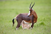 AFW 31 HP0009 01
Blesbok Baby Nursing In Grassland KwaZulu Natal Midlands, South Africa