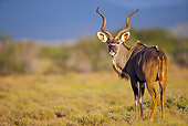 AFW 31 HP0010 01
Nyala Male Standing In Grassland Camdeboo National Park, South Africa