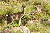 AFW 31 MC0002 01
Klipspringer Standing On Rock Kenya
