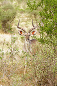 AFW 31 MC0003 01
Greater Kudu Walking In Samburu Game Reserve, Kenya