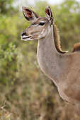 AFW 31 MC0004 01
Portrait Of Greater Kudu Female In Chobe National Park, Botswana