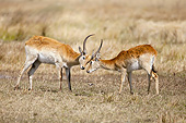 AFW 31 MC0005 01
Red Lechwe Fighting On Moremi Game Reserve, Botswana