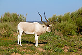 AFW 31 MH0002 01
Addax Antelope Standing On Savanna Morocco
