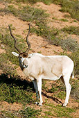 AFW 31 MH0003 01
Addax Antelope Standing On Savanna Morocco