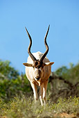 AFW 31 MH0004 01
Addax Antelope Standing On Savanna Morocco
