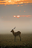 AFW 31 MH0005 01
Black Lechwe Standing On Savanna Zambia