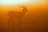 AFW 31 MH0006 01
Black Lechwe Standing On Savanna At Sunset Zambia