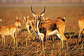 AFW 31 MH0007 01
Herd Of Black Lechwe Standing On Savanna Zambia