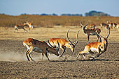 AFW 31 MH0008 01
Herd Of Kafue Lechwe Running On Savanna Zambia