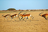 AFW 31 MH0009 01
Herd Of Kafue Lechwe Running On Savanna Zambia