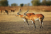 AFW 31 MH0010 01
Two Kafue Lechwe Standing On Savanna Zambia