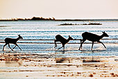 AFW 31 MH0011 01
Three Kafue Lechwe Running In Water Zambia