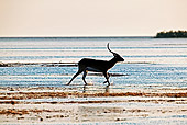 AFW 31 MH0012 01
Kafue Lechwe Running In Water Zambia