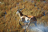 AFW 31 MH0013 01
Red Lechwe Running On Wetland Zambia