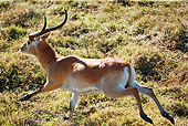 AFW 31 MH0014 01
Red Lechwe Running On Savanna Zambia