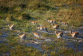 AFW 31 MH0015 01
Herd Of Red Lechwe Running On Wetland Zambia