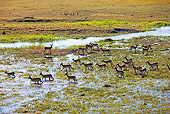 AFW 31 MH0016 01
Herd Of Red Lechwe On Wetland Zambia