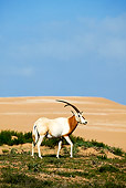 AFW 31 MH0017 01
Scimitar Oryx Walking On Savanna Morocco