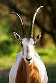 AFW 31 MH0018 01
Head Shot Of Scimitar Oryx 
Standing On Savanna Morocco