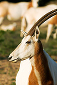 AFW 31 MH0019 01
Head Shot Of Scimitar Oryx 
Standing On Savanna Morocco