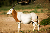 AFW 31 MH0020 01
Scimitar Oryx 
Standing On Savanna Morocco