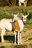 AFW 31 MH0021 01
Scimitar Oryx 
Standing On Savanna Morocco