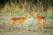 AFW 31 MH0022 01
Two Puku
Standing On Savanna Zambia