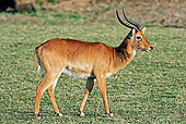 AFW 31 MH0023 01
Puku
Standing On Savanna Zambia