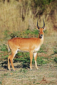 AFW 31 MH0024 01
Puku
Standing On Savanna Zambia