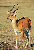 AFW 31 MH0025 01
Puku
Standing On Savanna Zambia