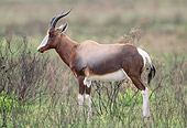 AFW 31 MH0026 01
Bontebok Standing On Savanna In De Hoop National Reserve South Africa Profile