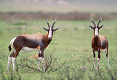 AFW 31 MH0027 01
Two Bontebok Standing On Savanna In De Hoop National Reserve South Africa