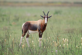 AFW 31 MH0028 01
Bontebok Standing On Savanna In De Hoop National Reserve South Africa