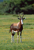 AFW 31 MH0029 01
Bontebok Standing On Savanna In De Hoop National Reserve South Africa